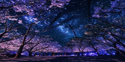 樱之空星夜樱林区：黑色穹顶上密布星点LED灯，地面种植仿真樱花树，访客在树下仰望星空与花枝交错的梦幻景象